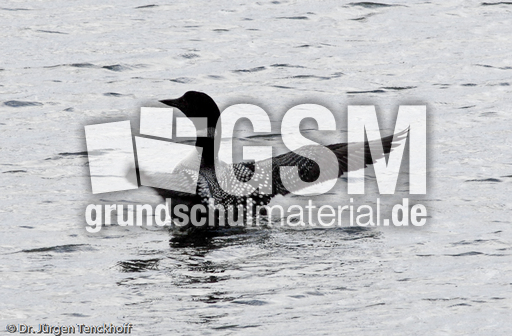 Eistaucher (7 von 26).jpg